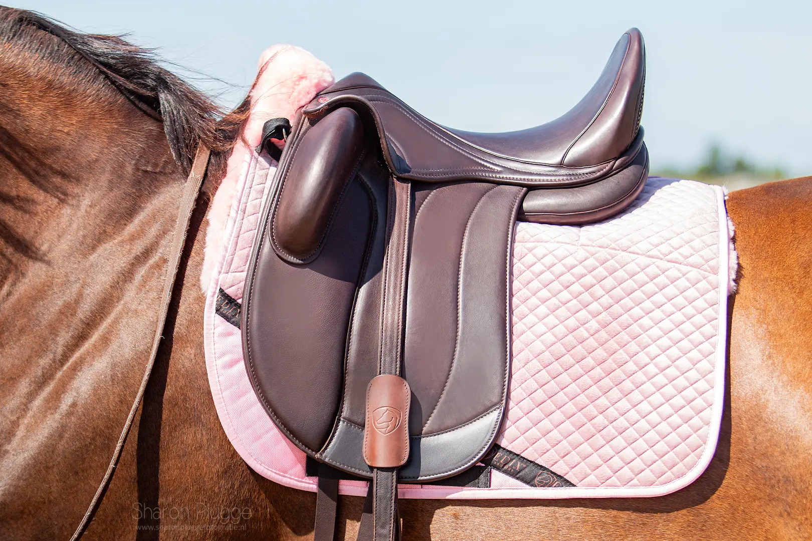 1.1945.1270 EDIX Ishya dressage saddle IMG_3403