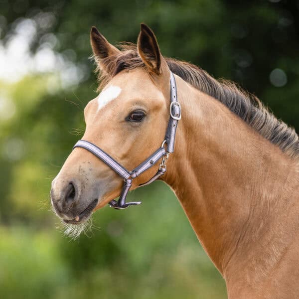 QHP foal halter Collection