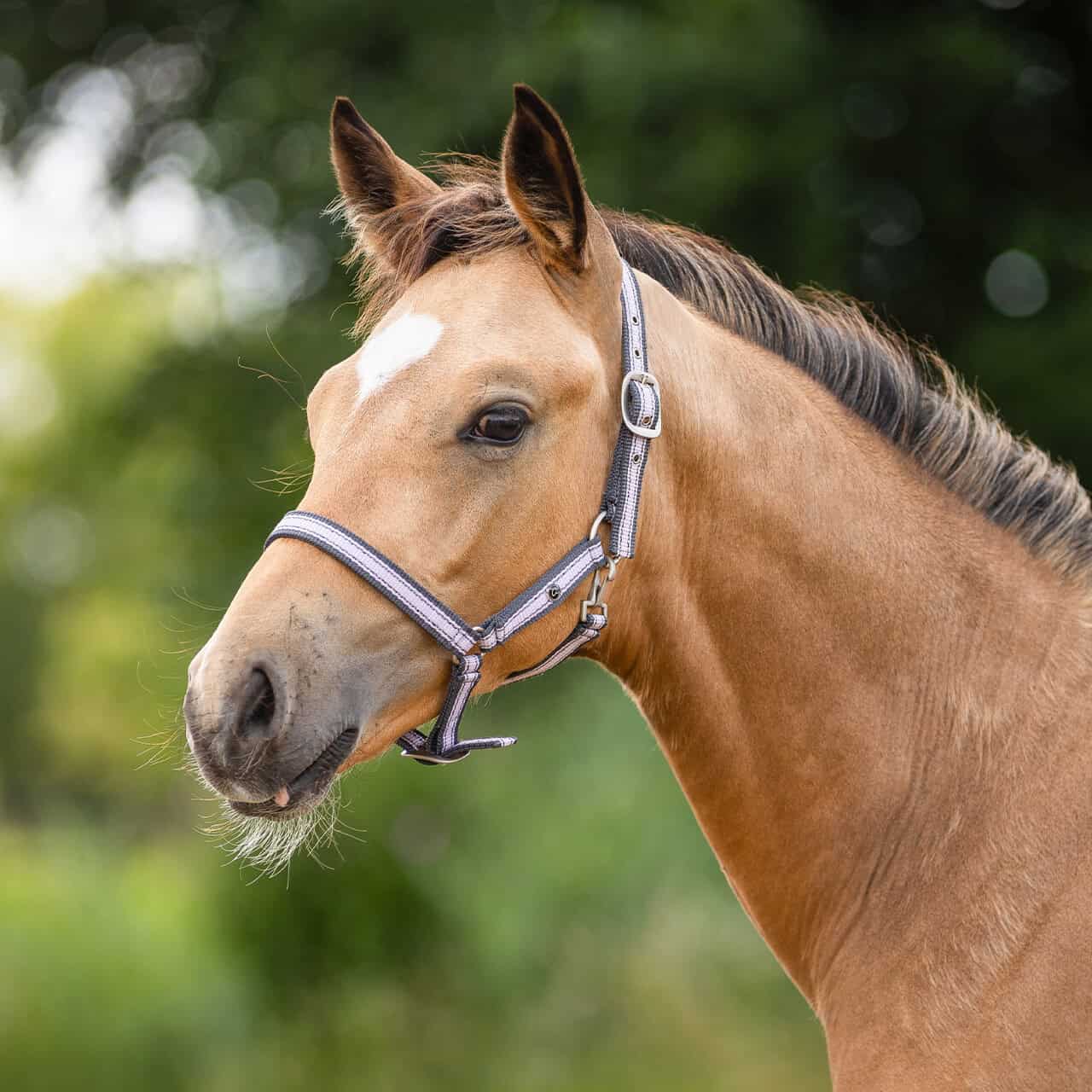 QHP foal halter Collection