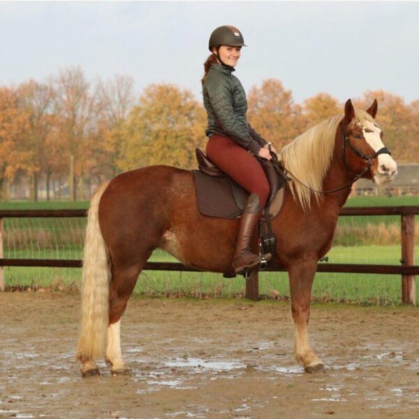 EDIX® flexible frame riding saddle Tudor