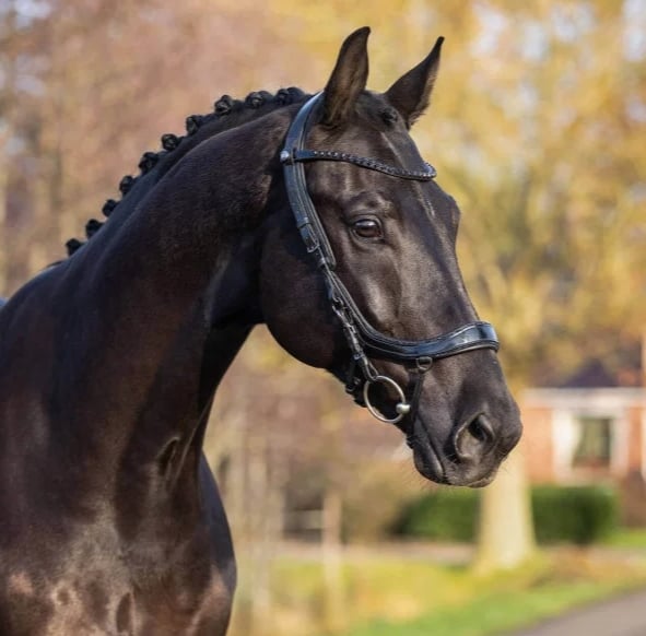 Screenshot_15 7 2026_135113_www.fundis equestrian.com_