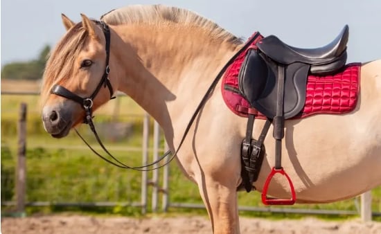 Screenshot_20 4 2026_121716_www.edixsaddles.com_