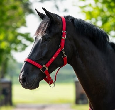 Screenshot 3 3 2026 184934 www.qhp.nl Copy