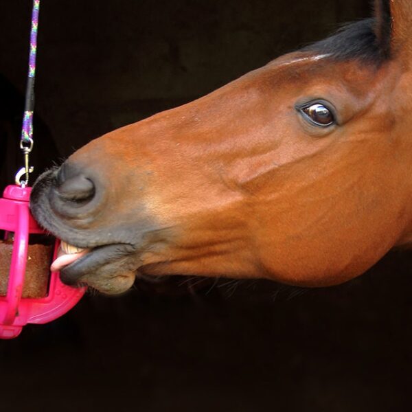 Bizzy Ball licker toy holder